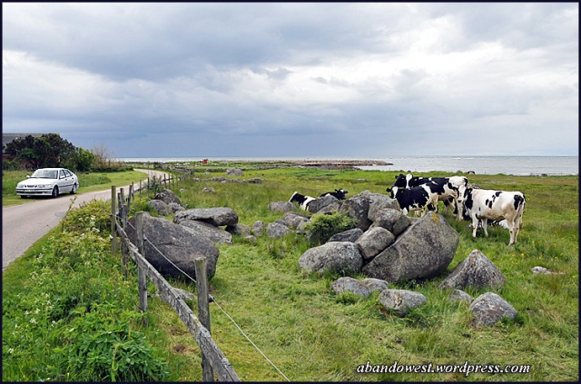 Kor med havsutsikt vid Lyngen, Morup (Halland) - 2015-05-29