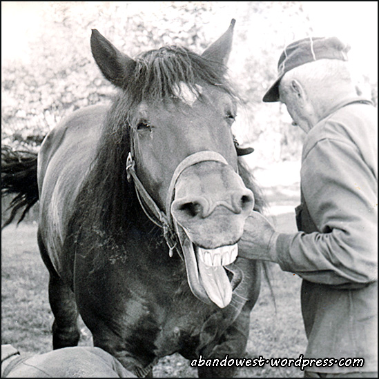 Vega - en hästkompis på den småländska landsbygden - omkring 1950